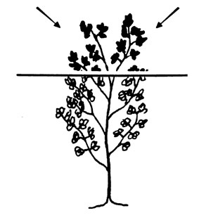 Illustration of alfalfa leaf collection.