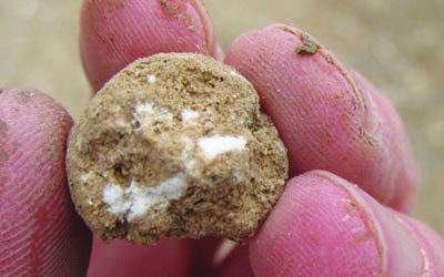 Photo of a ball of soil showing white accretions of non-indurated (“soft”) caliche. 