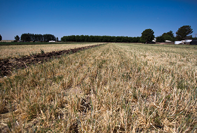 Photograph of terminated winter wheat crop ready for strip tillage.