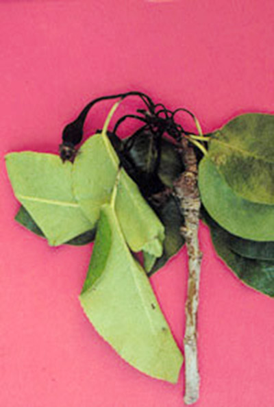 Fig. 2 Young, succulent shoots infected  with fire blight often develop Shepher's crook