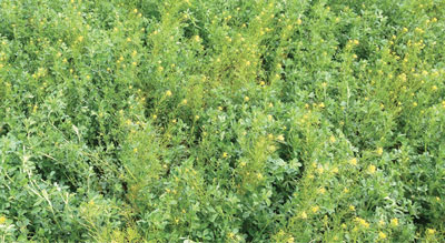 Photograph of flixweed (Descurainia sophia), an annual mustard, infestation in alfalfa.