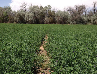 Photograph of open area in an alfalfa field wherein weeds can spread.