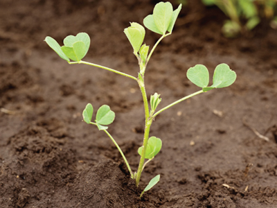 Fig 1b. Alfalfa seedlings with with five leaves fully expanded.