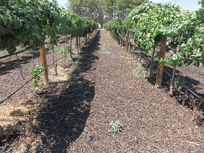Fig. 04: Photograph of a vineyard showing mulch between the vine rows.