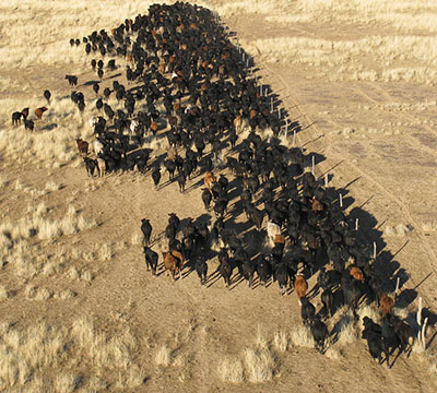 Aerial photograph of a large herd of cattle walking along a fenceline.