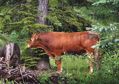 Photograph of a steer in a forest.