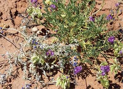Fig. 1: Photograph of dried and green rattleweed (Astragalus allochrous A. Gray) showing characteristic purple flowers, inflated pods, and leaves.