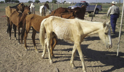 Foto de unos caballos delgados y malsanos que pueden ser casos de negligencia criminal or de abuso.