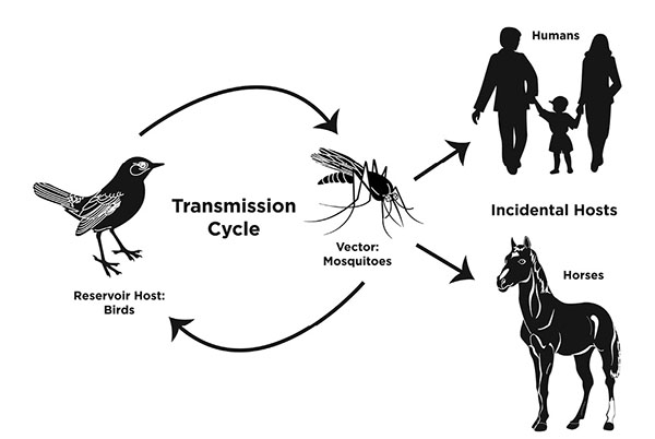 Figure 01: Diagram showing transmission cycle of eastern equine encephalitis. Birds are the reservoir host, mosquitoes are the vector host, and horses and humans are the incidental hosts.