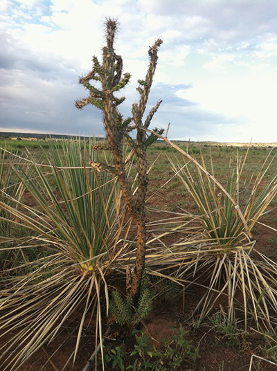 Cholla plant that was damaged by prescribed fire burn but not killed.