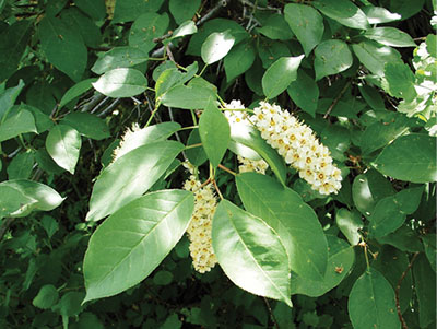 Figure 02: Photograph of chokecherry (Prunus virginiana).