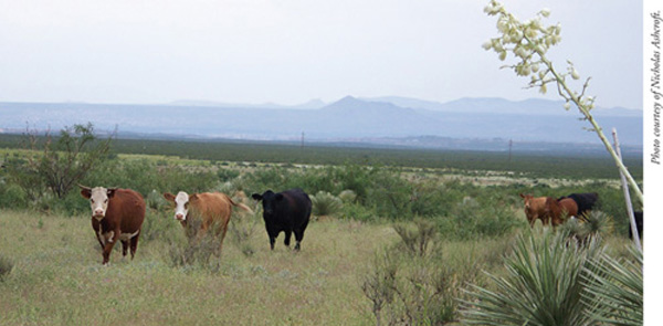 Fig. 2: Photograph of cattle grazing range with creosote bush and mesquite. 