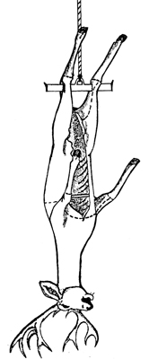 Fig. 5: Illustration of preliminary cuts before removing the hide.