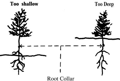 Illustration of two improperly planted seedlings. One is not planted deep enough and the other is planted too deeply.