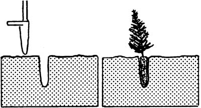 Illustration: Remove plug bar and place seedling in hole.