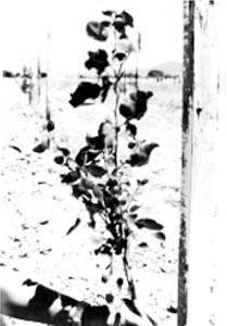 Fig. 3: Photograph of a young 'Kerman' tree.