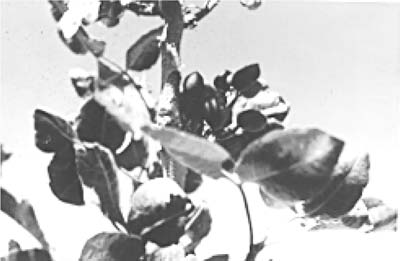 Fig. 8: Photograph of pistachio nuts.