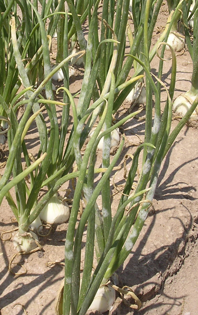 Fig. 8: Photograph of onion leaves affected by powdery mildew caused by Leveillula taurica. 