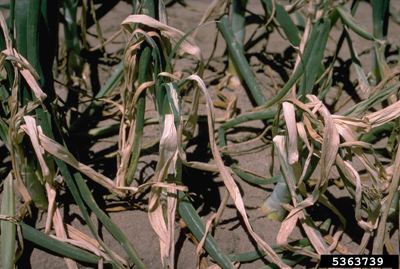 Fig. 10a: Photograph of onion plants infected with bacterial soft rot caused by Pectobacterium carotovorum subsp. carotovorum. 
