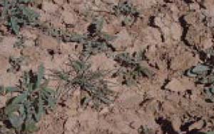 Fig. 33. Seedling weeds in chile — Pigweed and Spurred anoda.