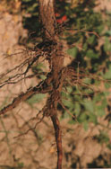Fig. 2.  Phytophthora root rot - root symptoms.