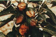 Fig. 22. Blossom-end rot.