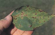 Fig. 8.  Cerscospora Leaf Spot