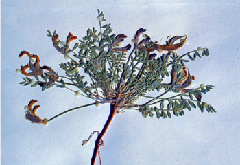 Figure 14. A. amphioxys, pressed plant.