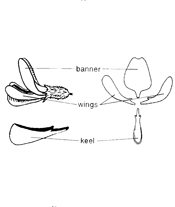 Fig. 1–7: Illustration of plant parts used for identification.banner wings and keel petals 