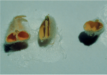 Figure 69. A. mollissimus seedpods in cross section, var. matthewsii (left), var. bigelovii (center), and var. thompsonae (right).