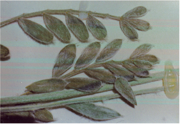 Figure 93. O. sericea, leaf and leaflets.