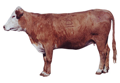 Fig. 7: Photograph of cow with a BCS score of 6.