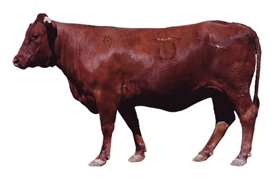 Fig. 8: Photograph of cow with a BCS score of 7.