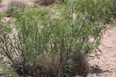 Photograph of mesquite brush.