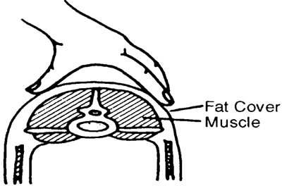Figure 1. Feel for fullness of muscle and fat cover.