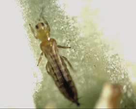 Fig. 2: Photograph of western flower thrips. 