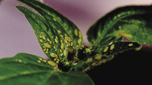 Fig. 3: Photograph of green peach aphids. 