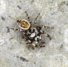 Fig. 32: Photograph of jumping spider.