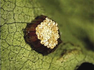 Fig. 46: Photograph of assassin bug eggs.