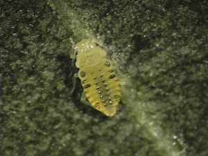 Fig. 5: Photograph of black margined pecan aphid nymph. 