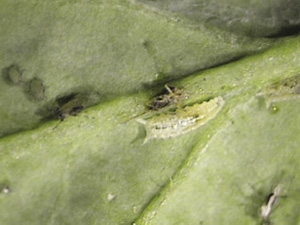 Fig. 53: Photograph of syrphid fly larva.