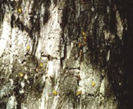 Fig. 57: Photograph of convergent lady beetle adults on a pecan tree trunk.