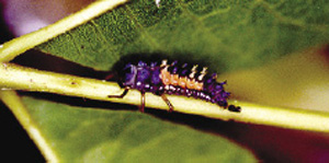 Fig. 59: Photograph of Asian lady beetle larva.