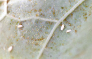 Fig. 9: Photograph of greenhouse whiteflies, nymphs and adults.