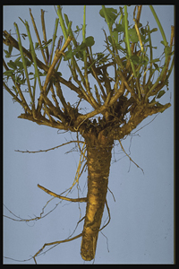 Fig. 2: Photograph showing healthy alfalfa crowns and roots. 