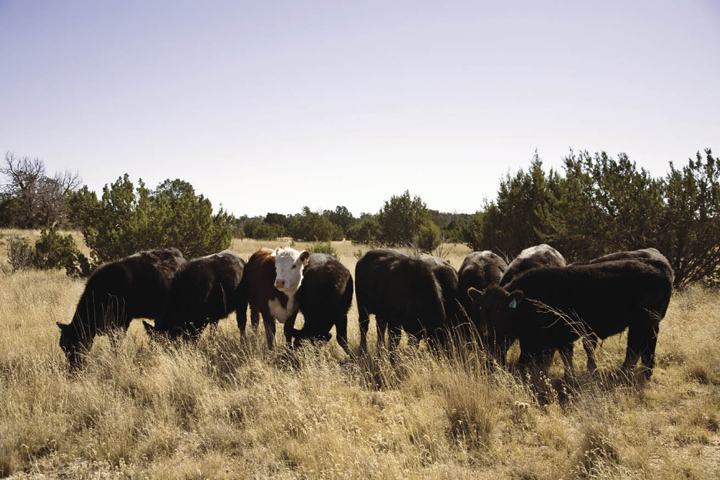 Fig. 2: Photo of cattle grazing on rangeland pasture. 