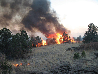 Fig. 04: Photograph of an intense burn on piñon-juniper woodland.