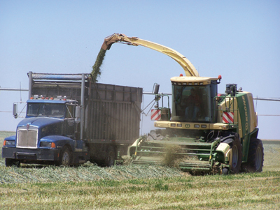 Fig. 2: Photograph of triticale being chopped for silage after swathing near Clovis, NM.