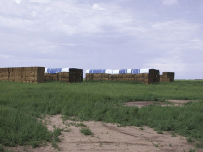 Photo of covered and uncovered alfalfa hay bales stored outdoors.
