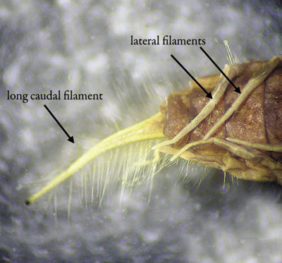 Close-up photograph of an abdomen of alderfly larva showing lateral filaments and tail projection (caudal filament).